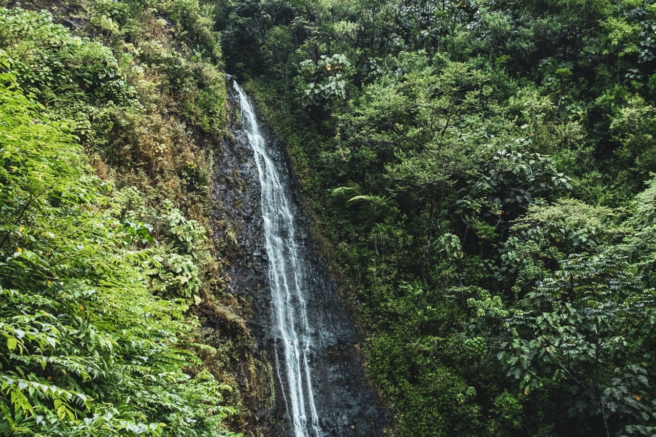 A view of Manoa Falls in Hawaii